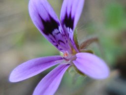 Pelargonium columbinum young flower showing anthers